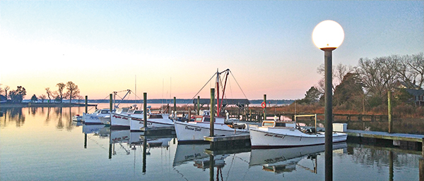 Deadrise_Oyster_harvest