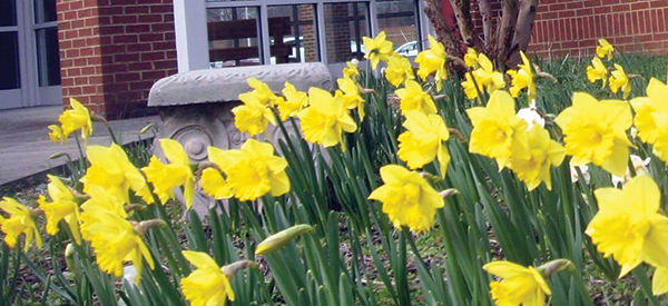 daffodils_02_06_20
