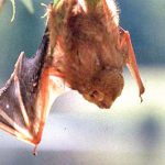 dragon_run_Red_bat