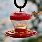 hummingbird