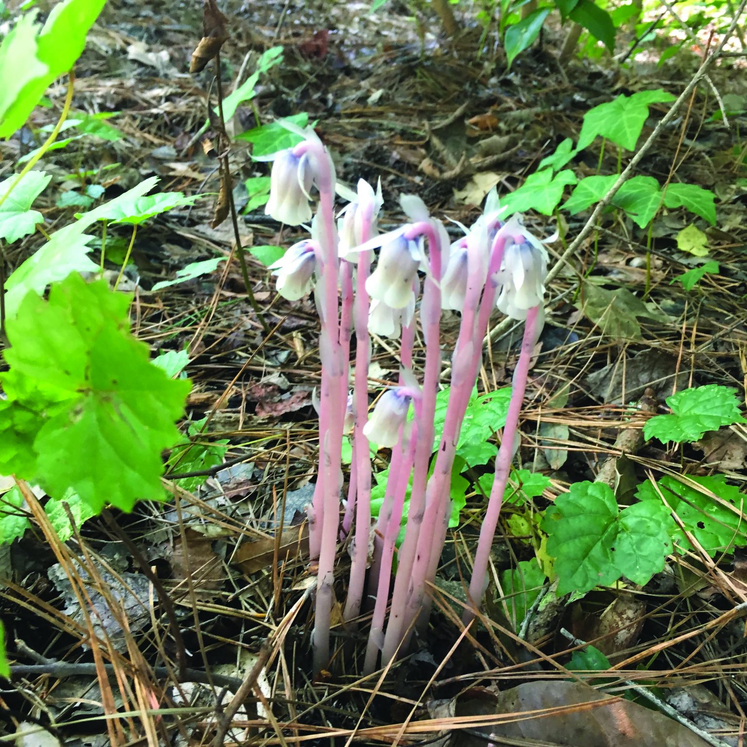 Mysterious, ghostly plants in the woods Gazette Journal