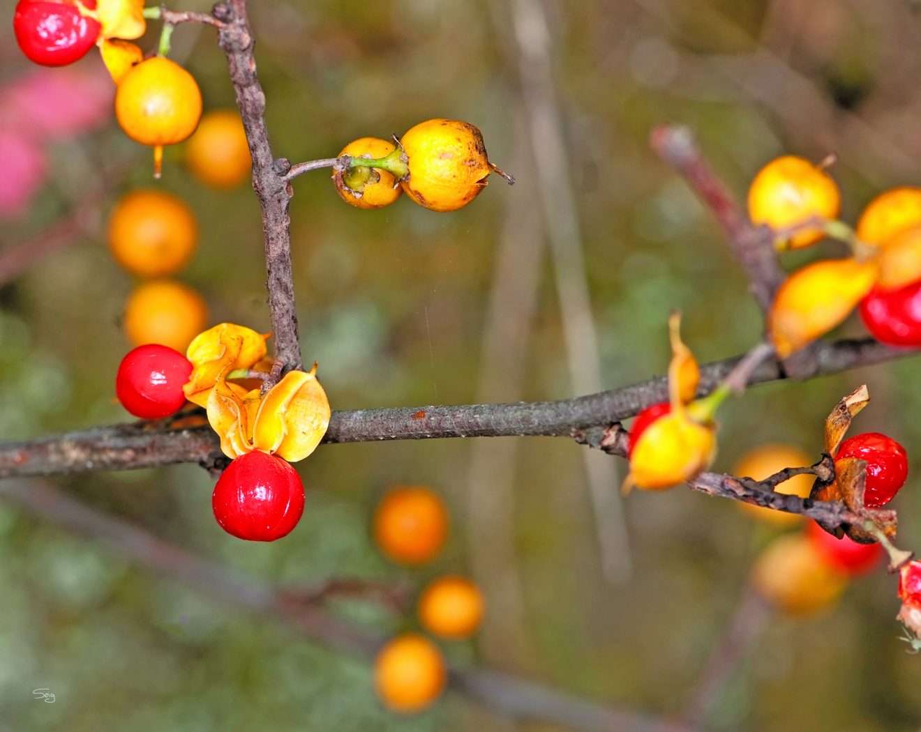 American Bittersweet Gazette Journal