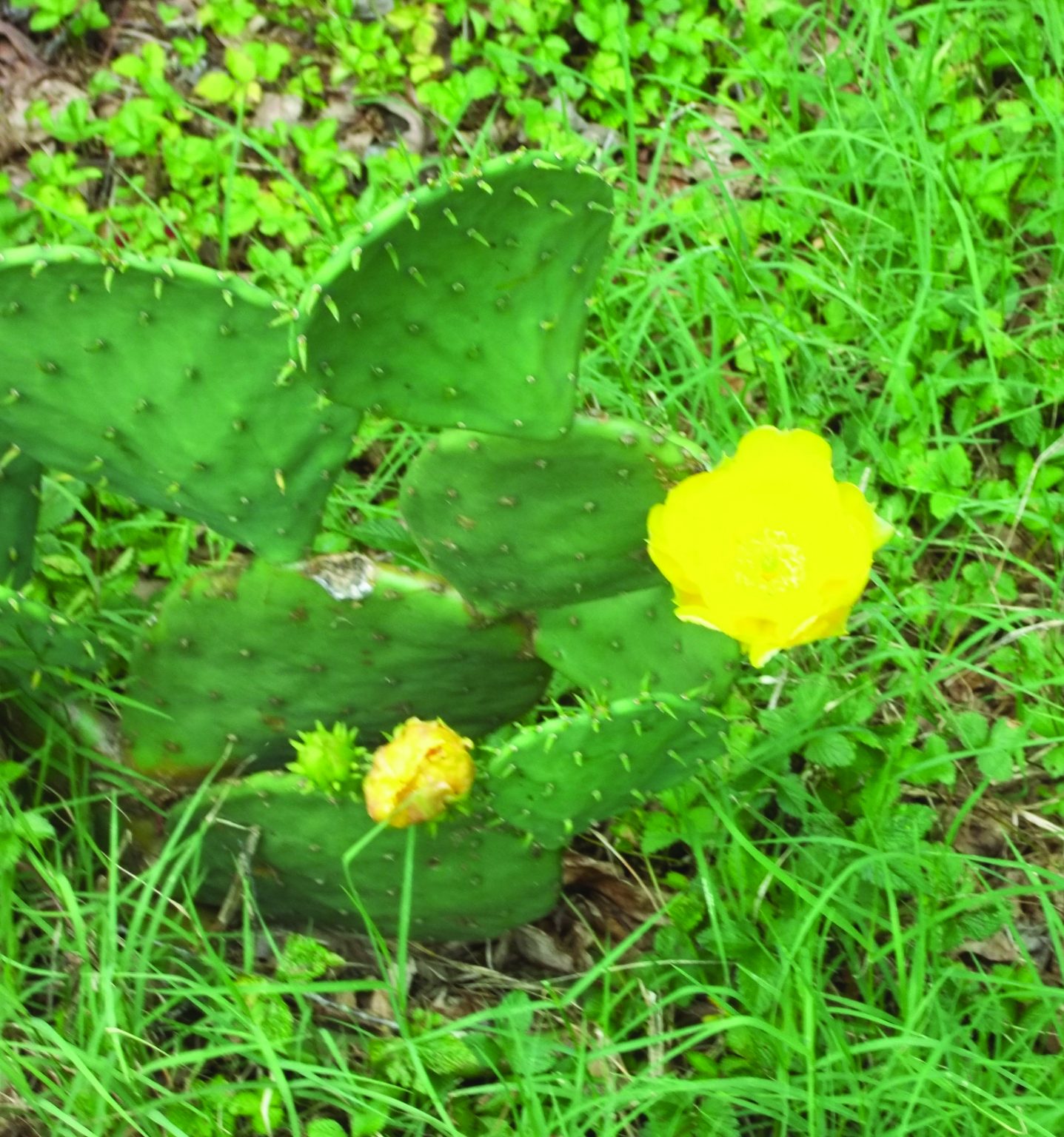 Eastern Prickly Pear Cactus Gazette Journal
