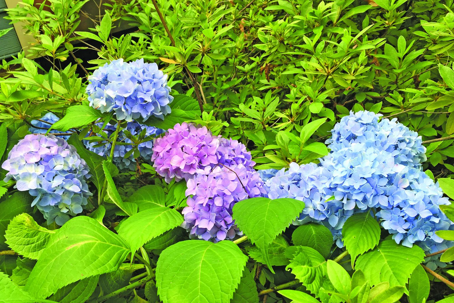 hydrangea-dilemma-gazette-journal