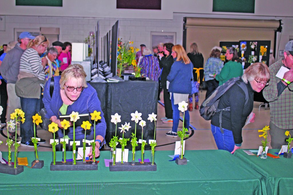 Gloucester Daffodil Show Gazette Journal