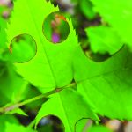 Leafcutter bee circles