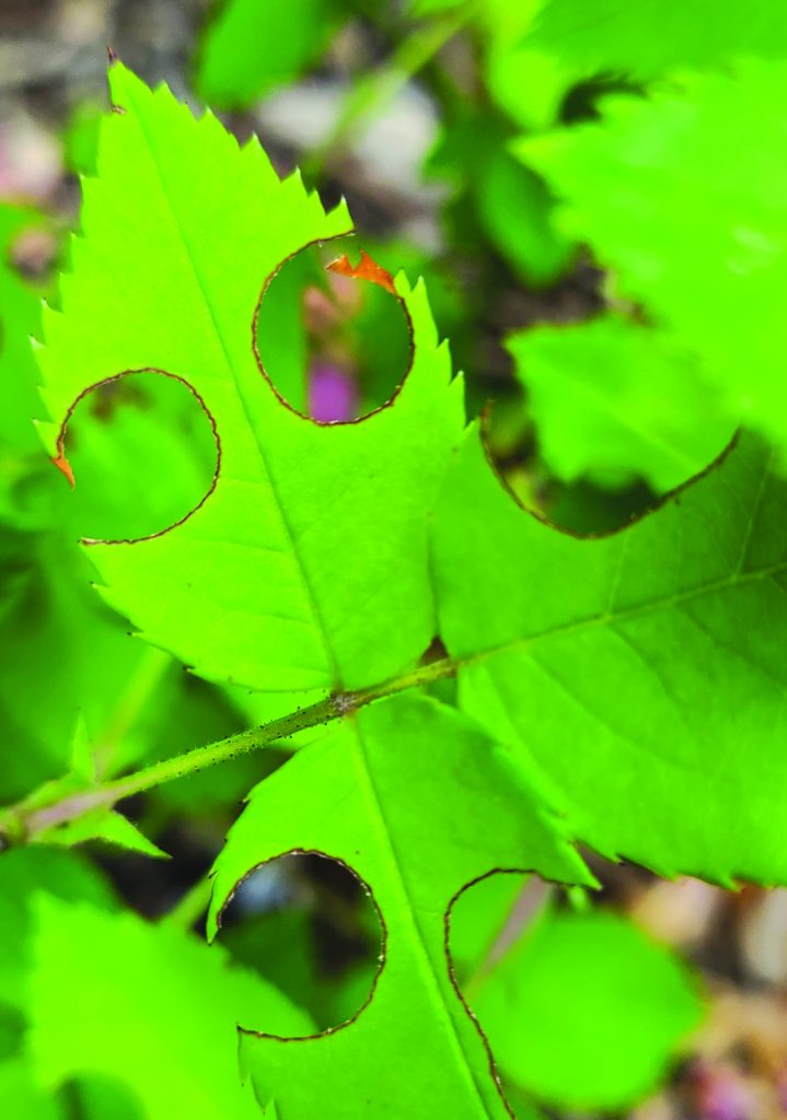 Leafcutter bee circles