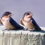 1a barn swallows