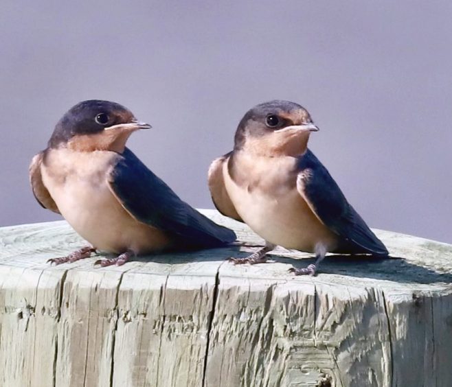 1a barn swallows