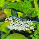 Hornworm