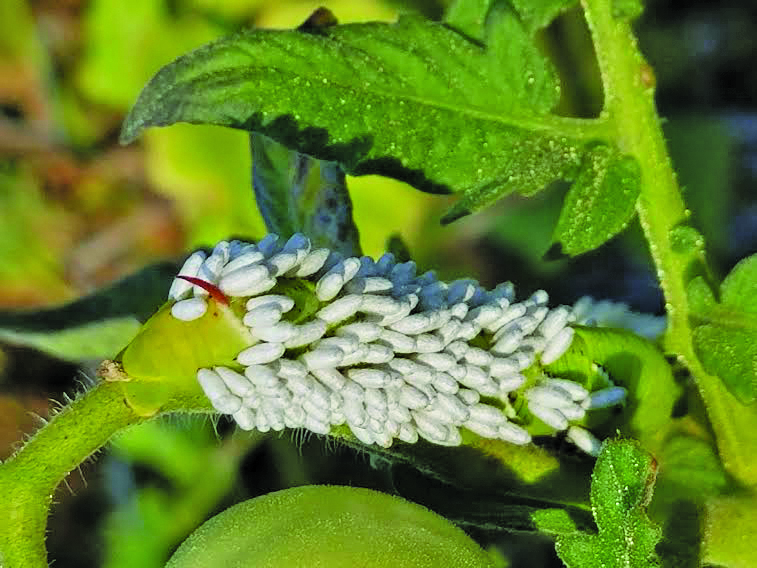 Hornworm