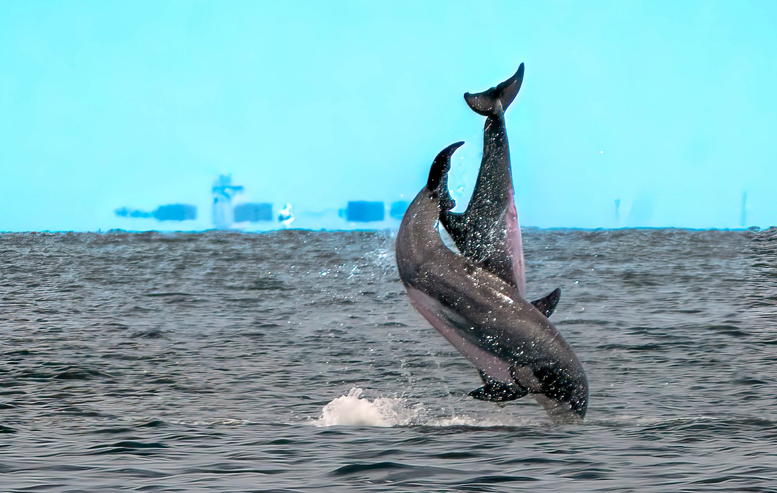 1a dolphin