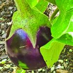 Eggplant