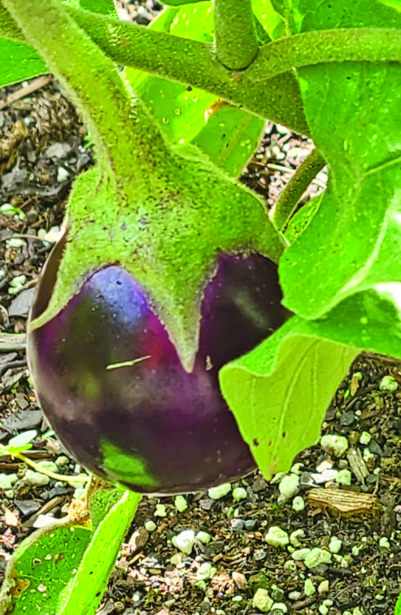 Eggplant