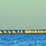 community white pelicans