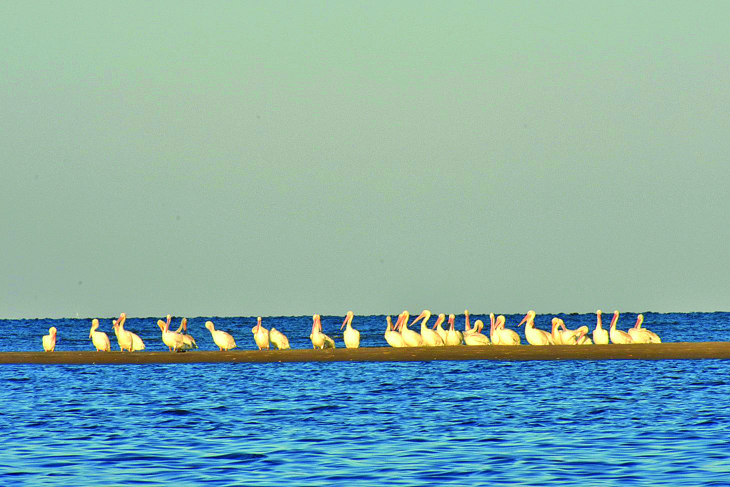 community white pelicans