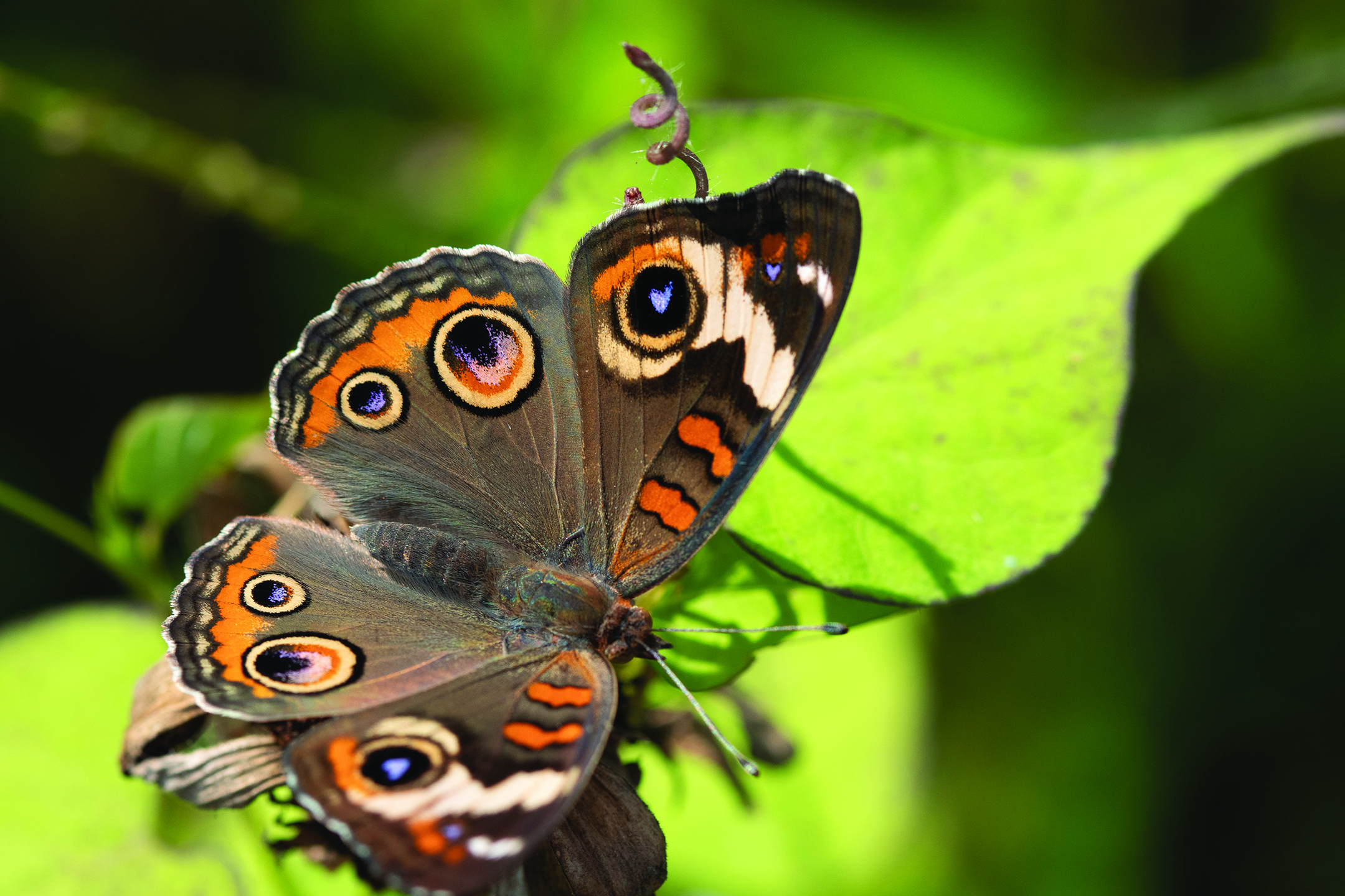 edit community butterfly count