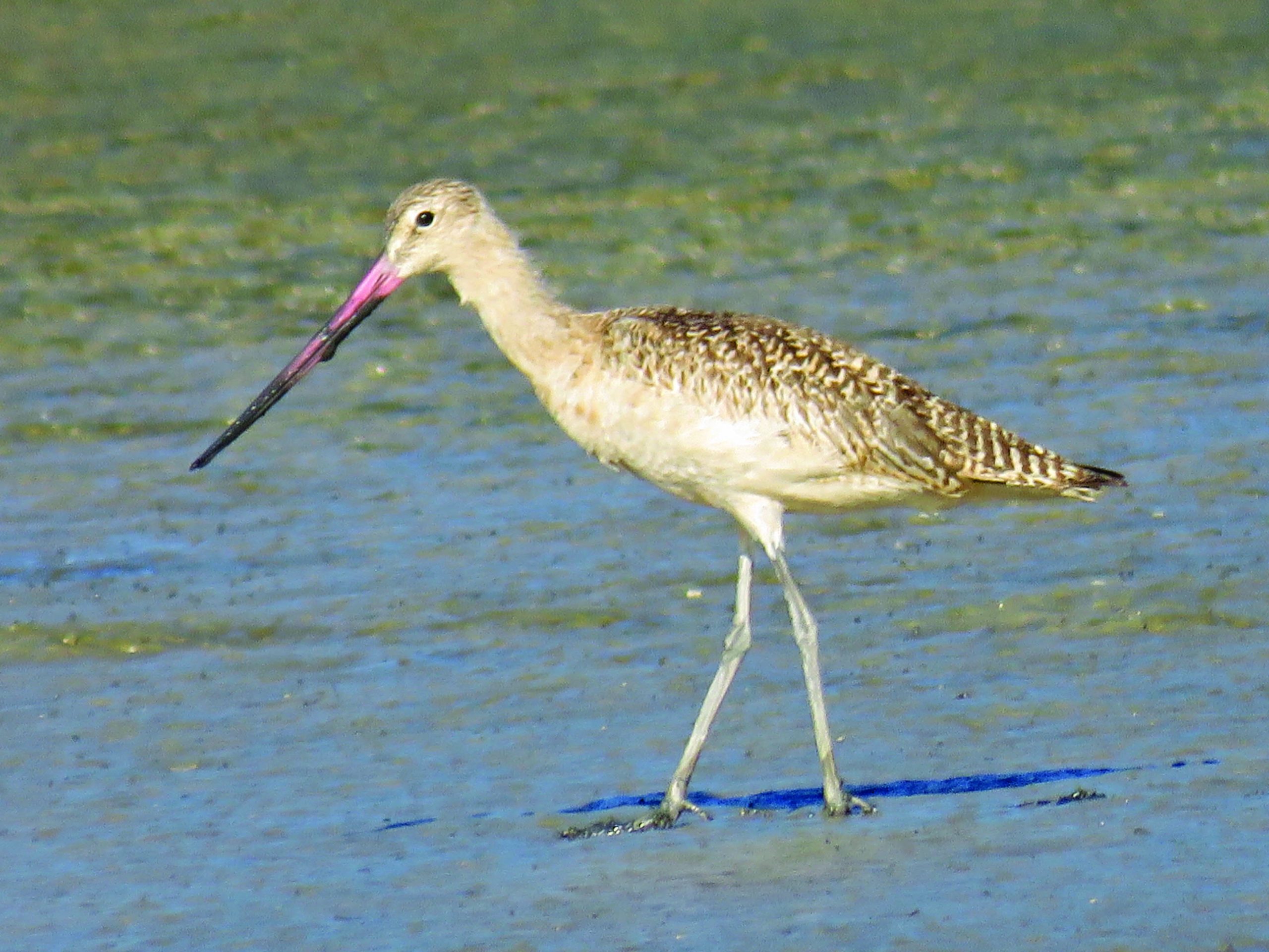 bird sopko godwit