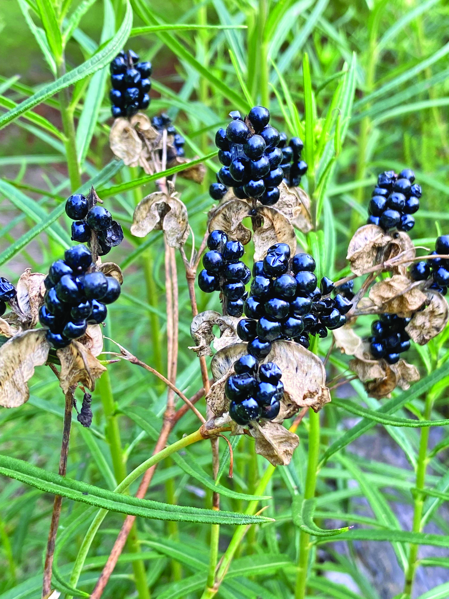 blackberry lily seeds