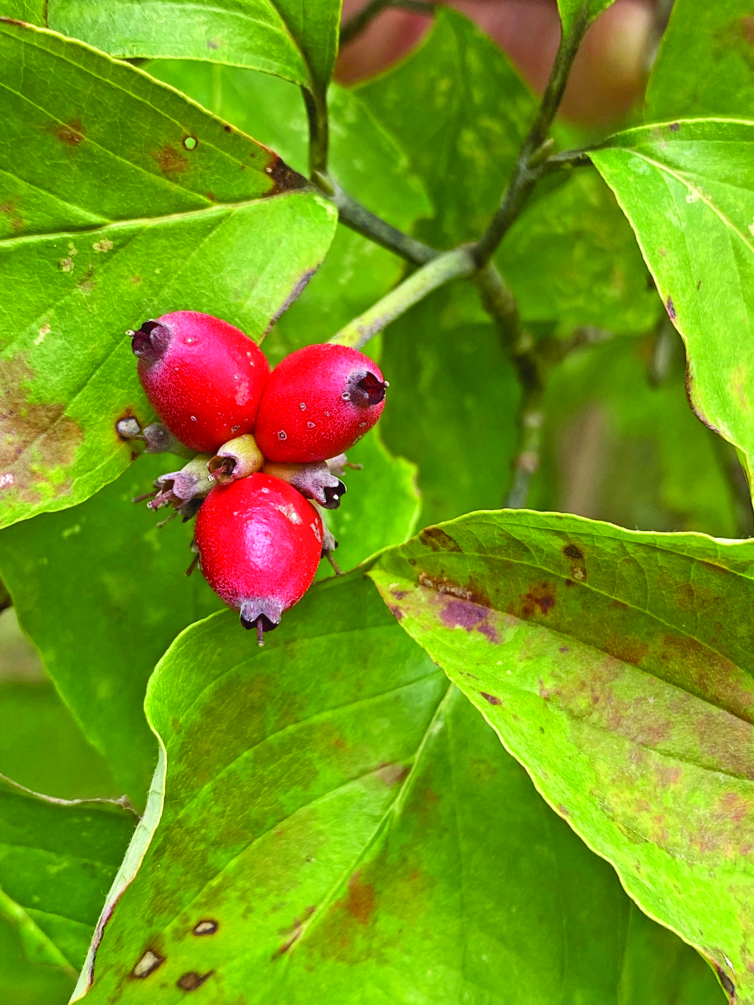 dogwood berries