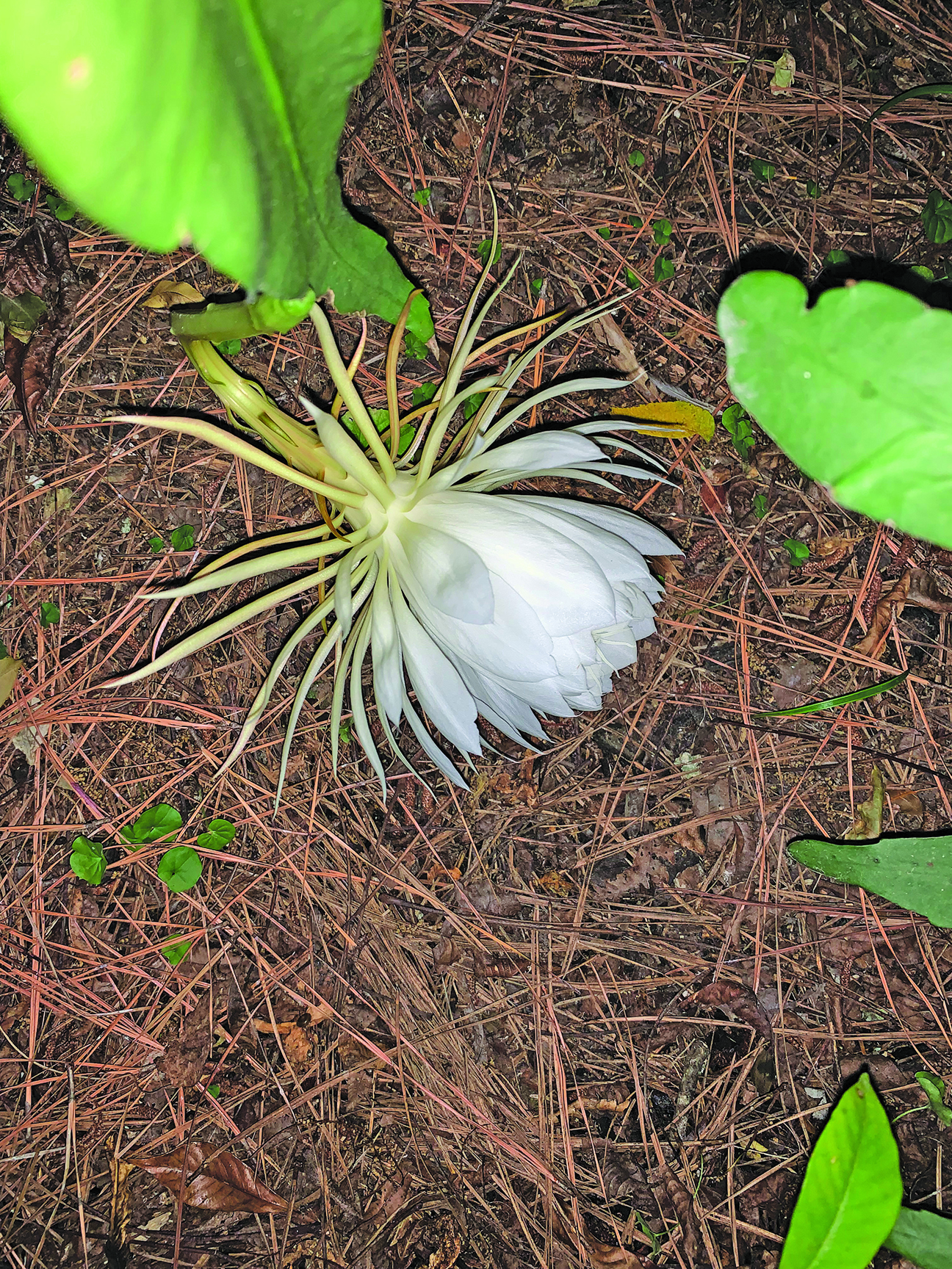 edit flower judy moughon 1