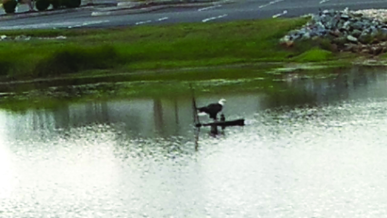 flower etc alexander