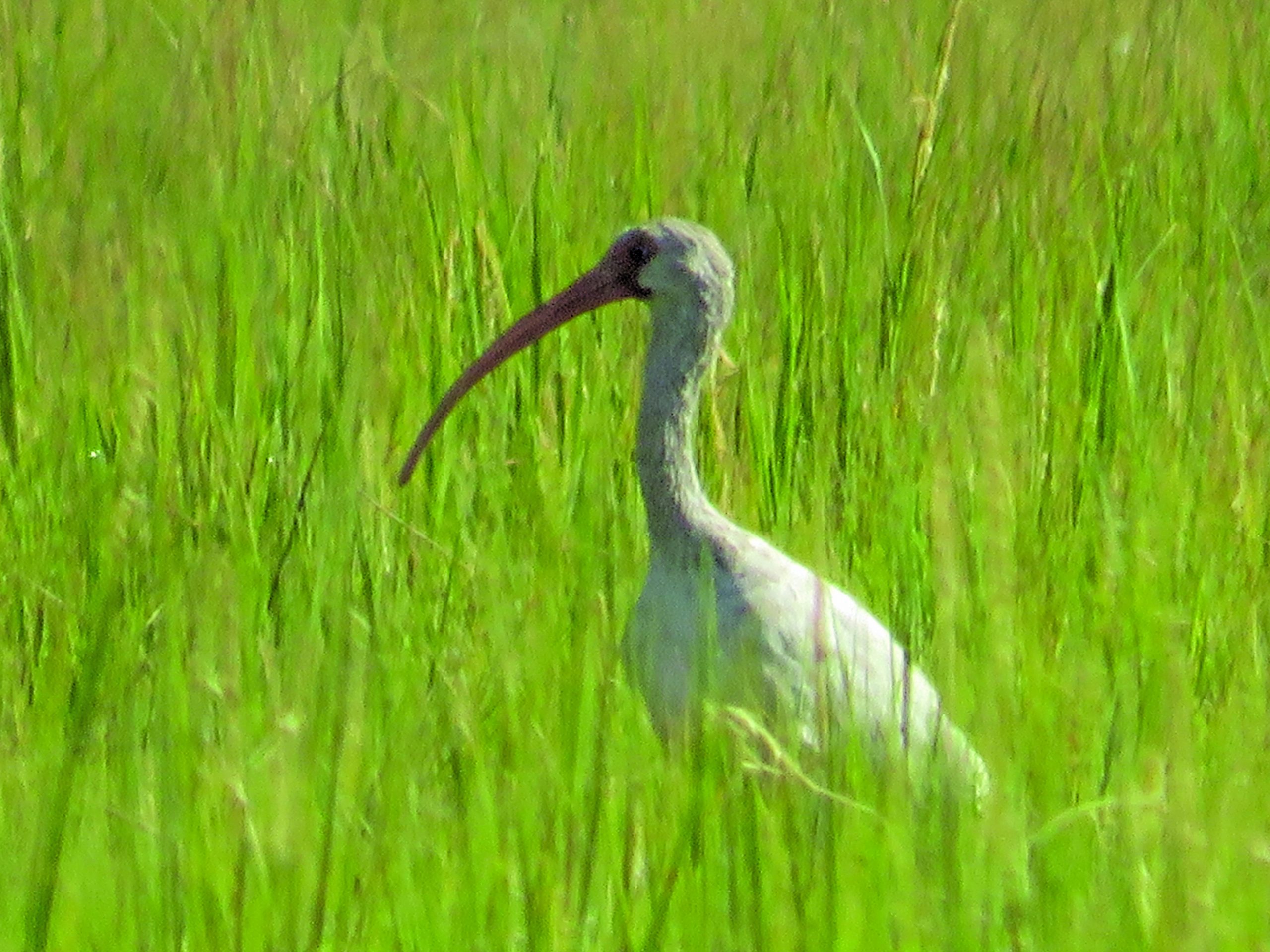 flower etc brownley 2