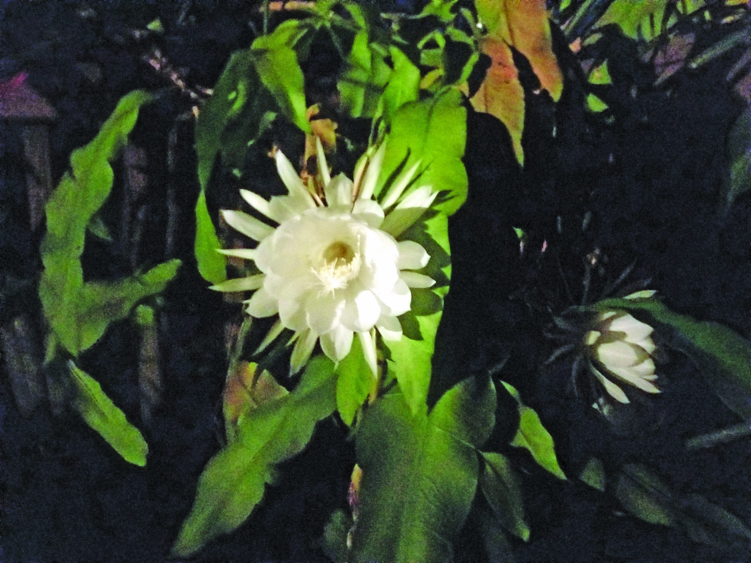 flower hepner blooming