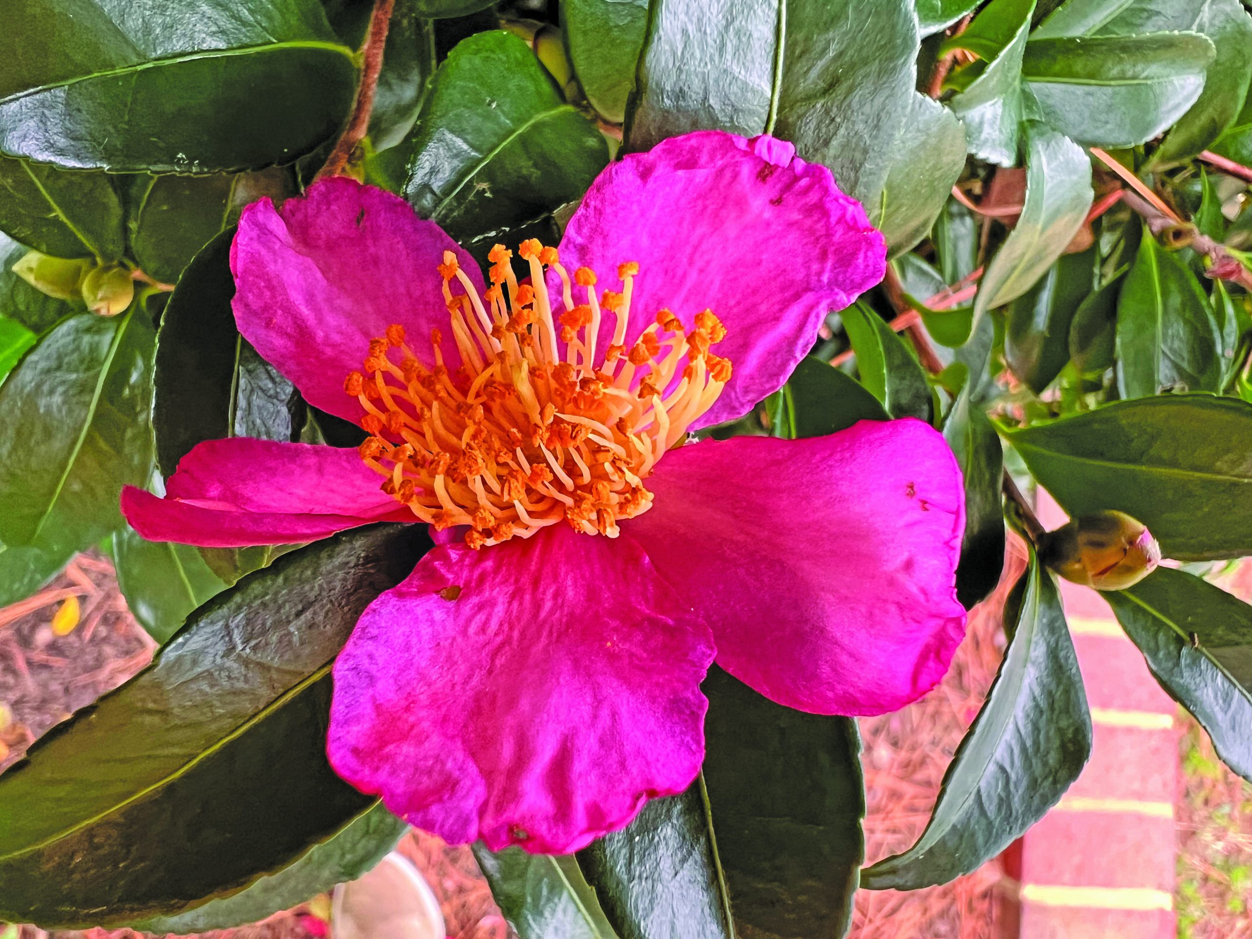 flower hubbard