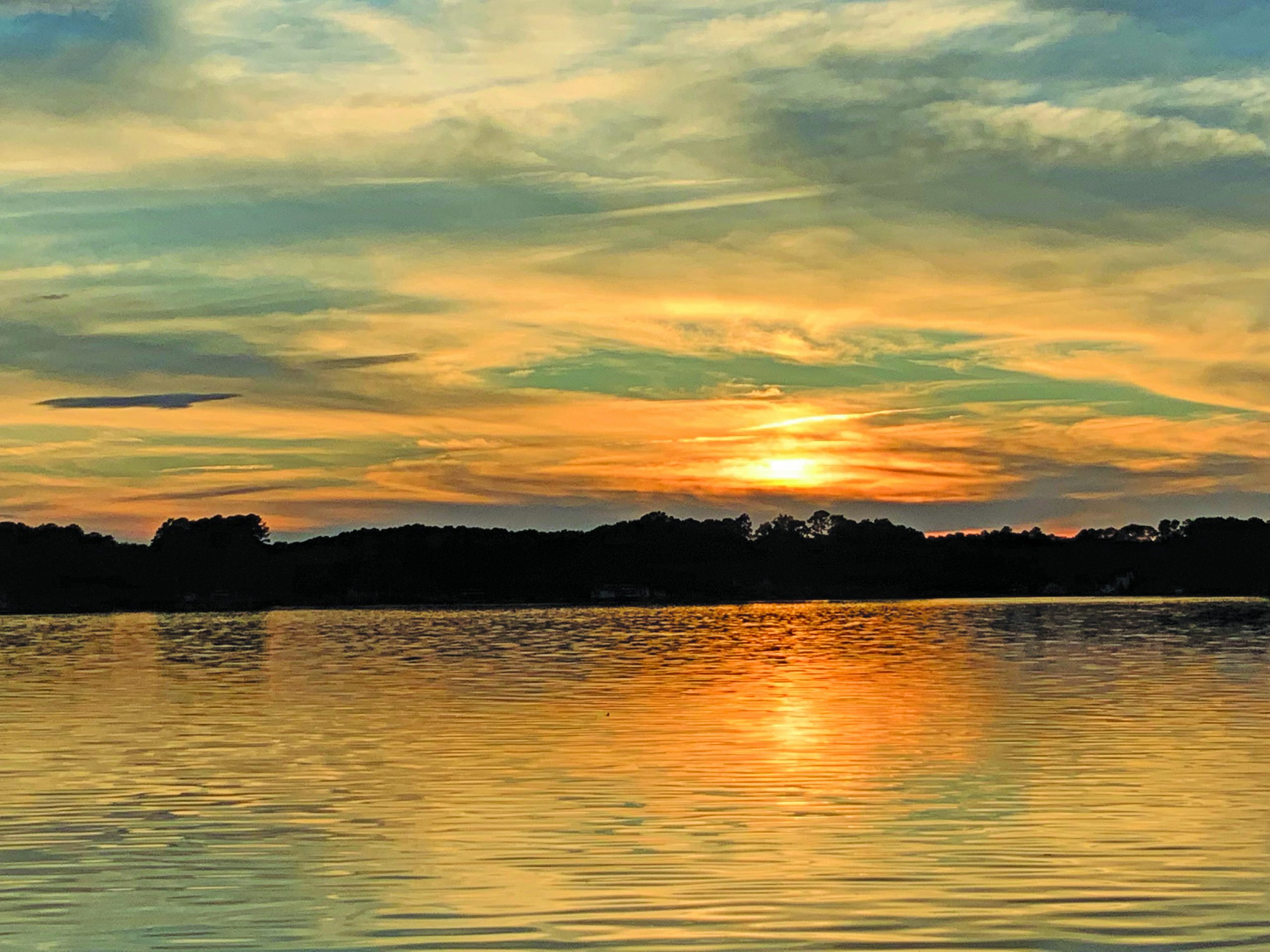 flower judy moughon sunset (1)