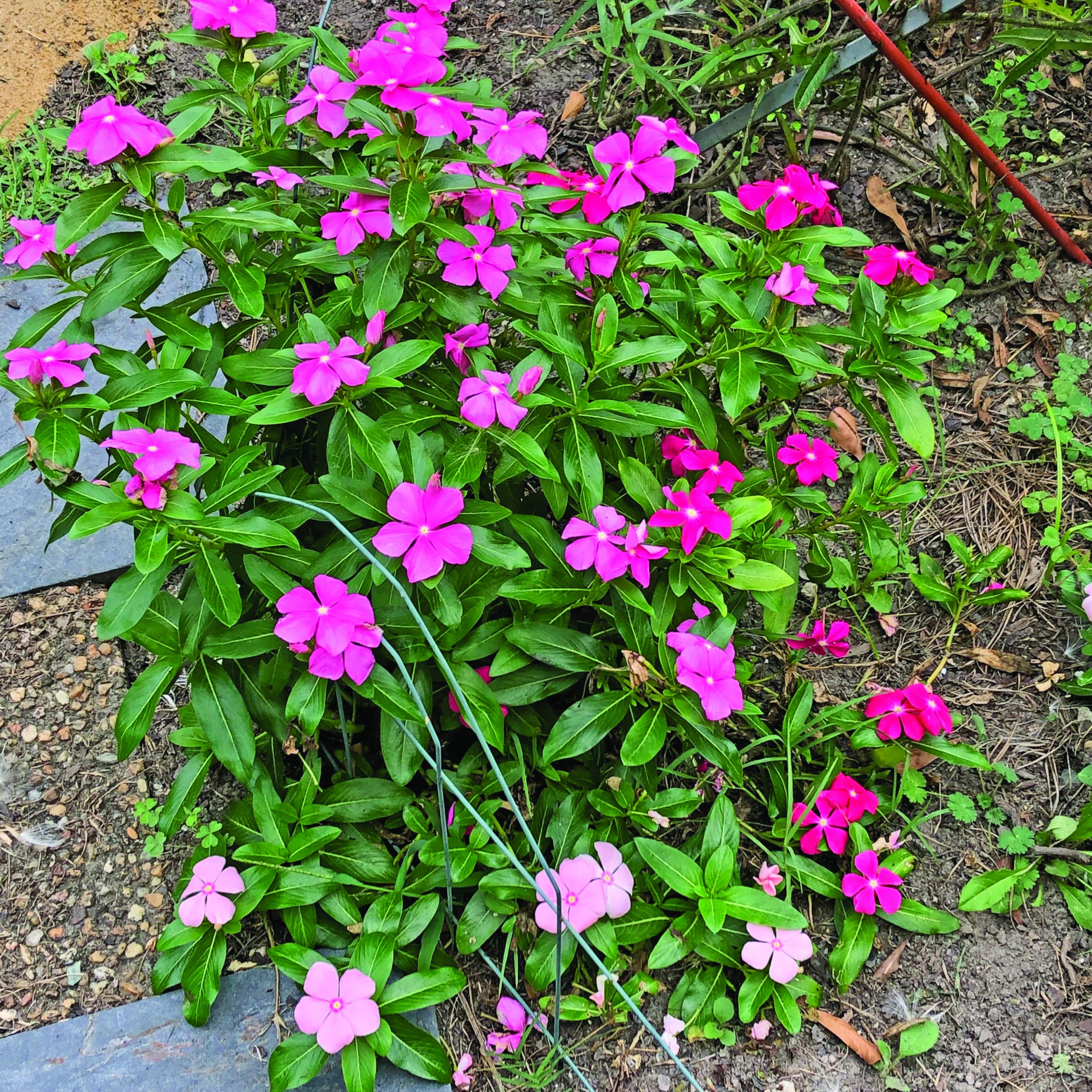 flower rowe impatiens