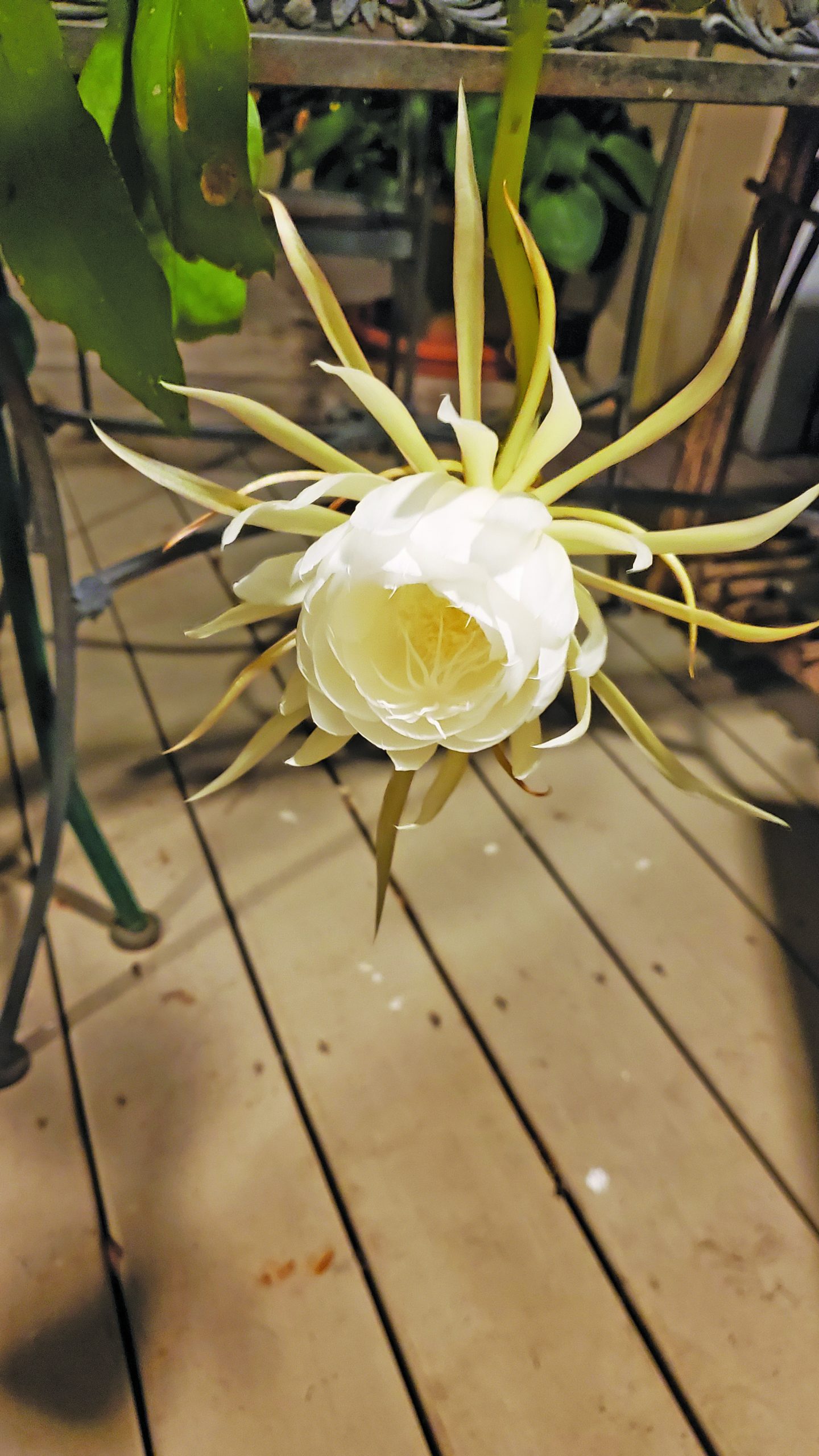 flower witherspoon Cereus