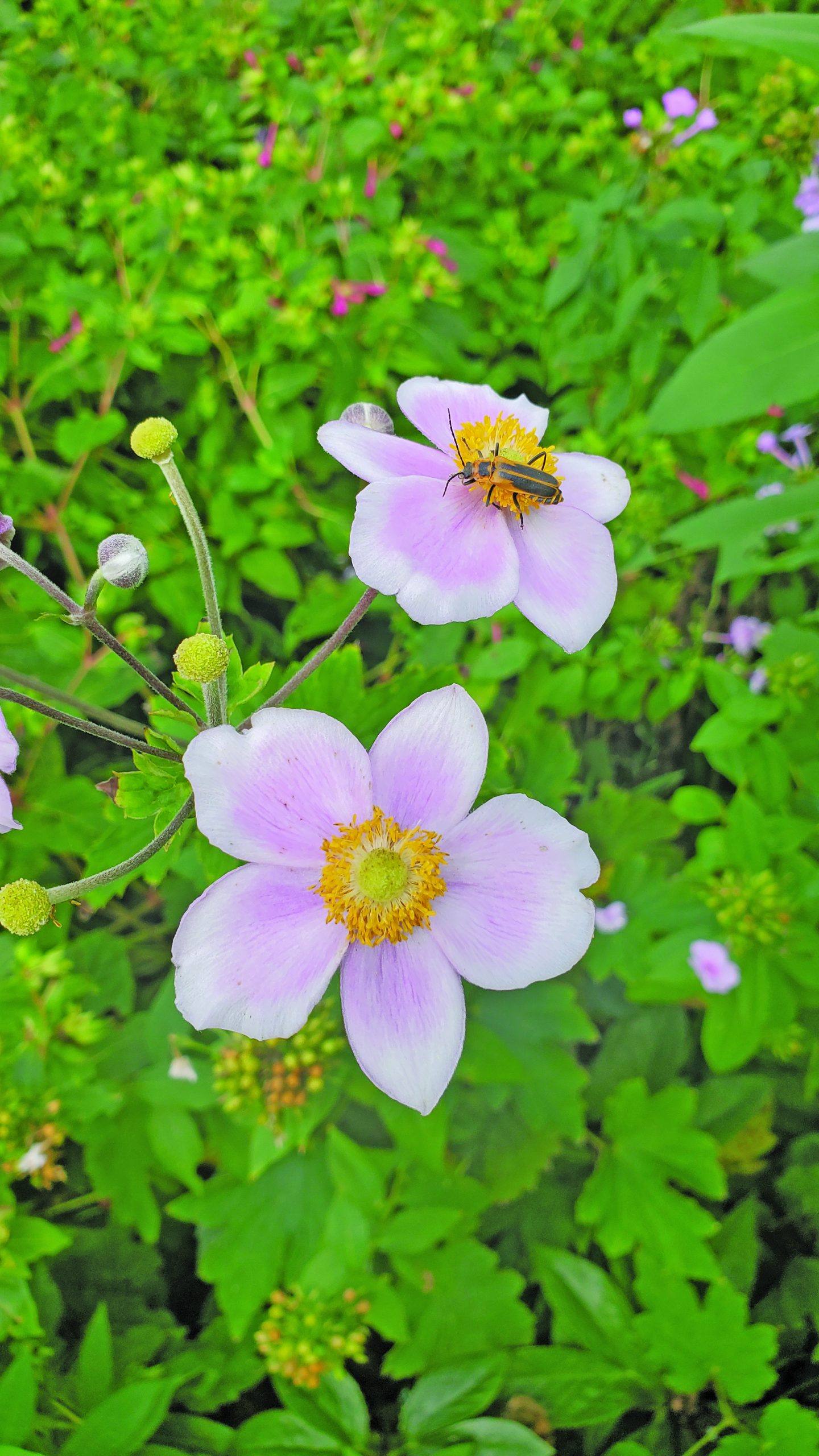 flower witherspoon anemone