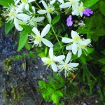 flower witherspoon clematis