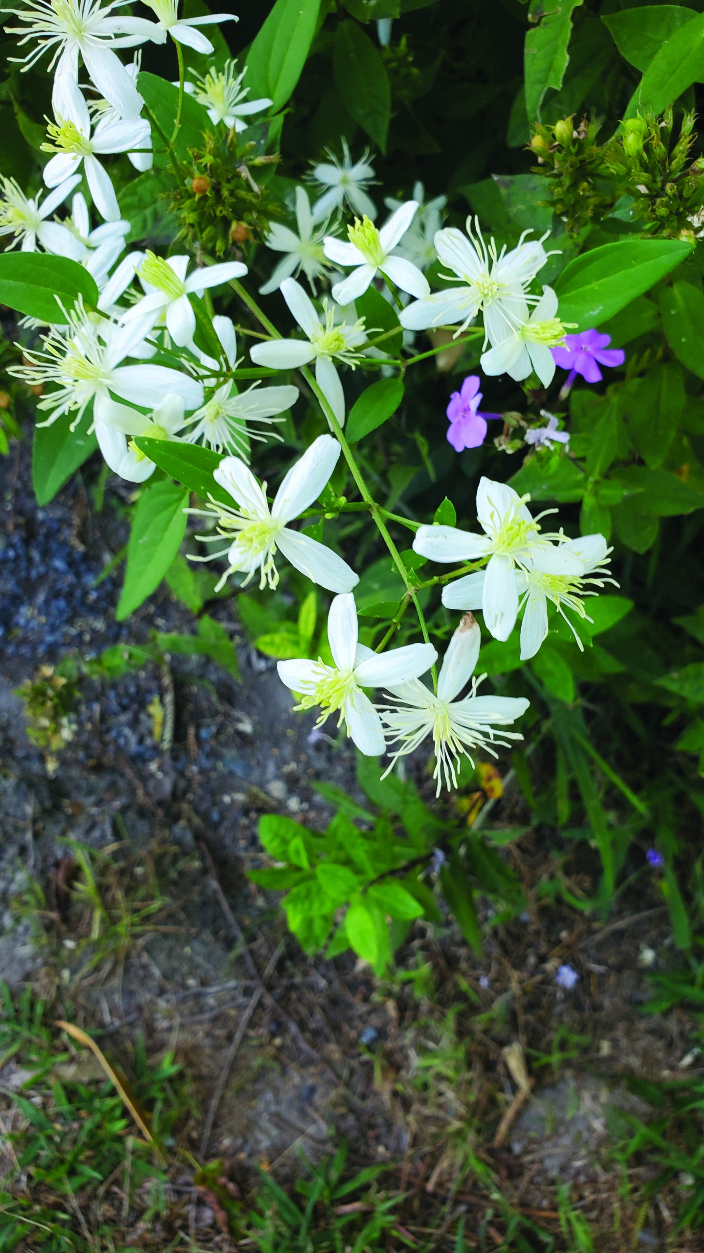 flower witherspoon clematis