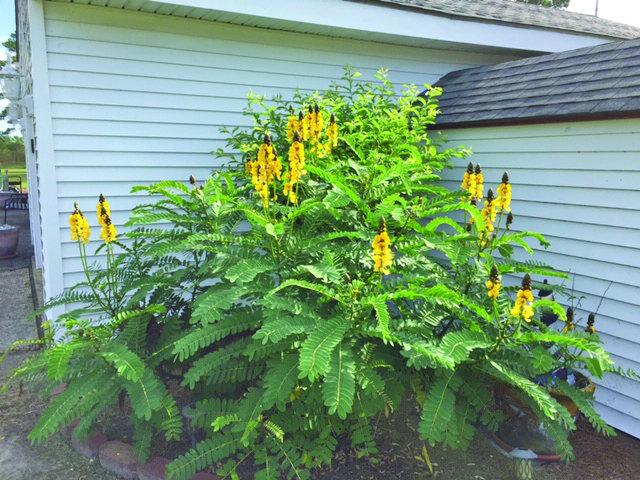 flowers strigle