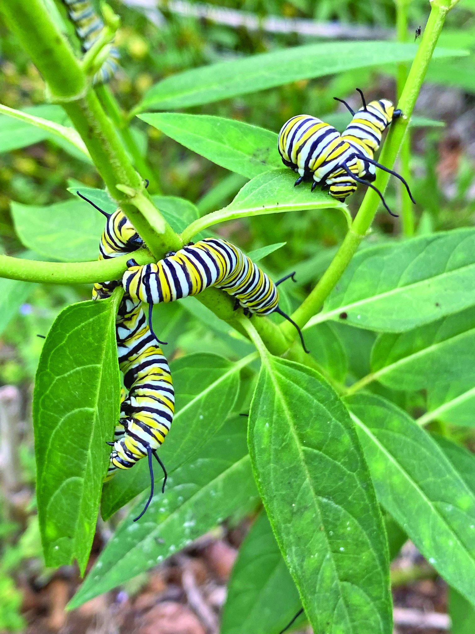 monarch larvae