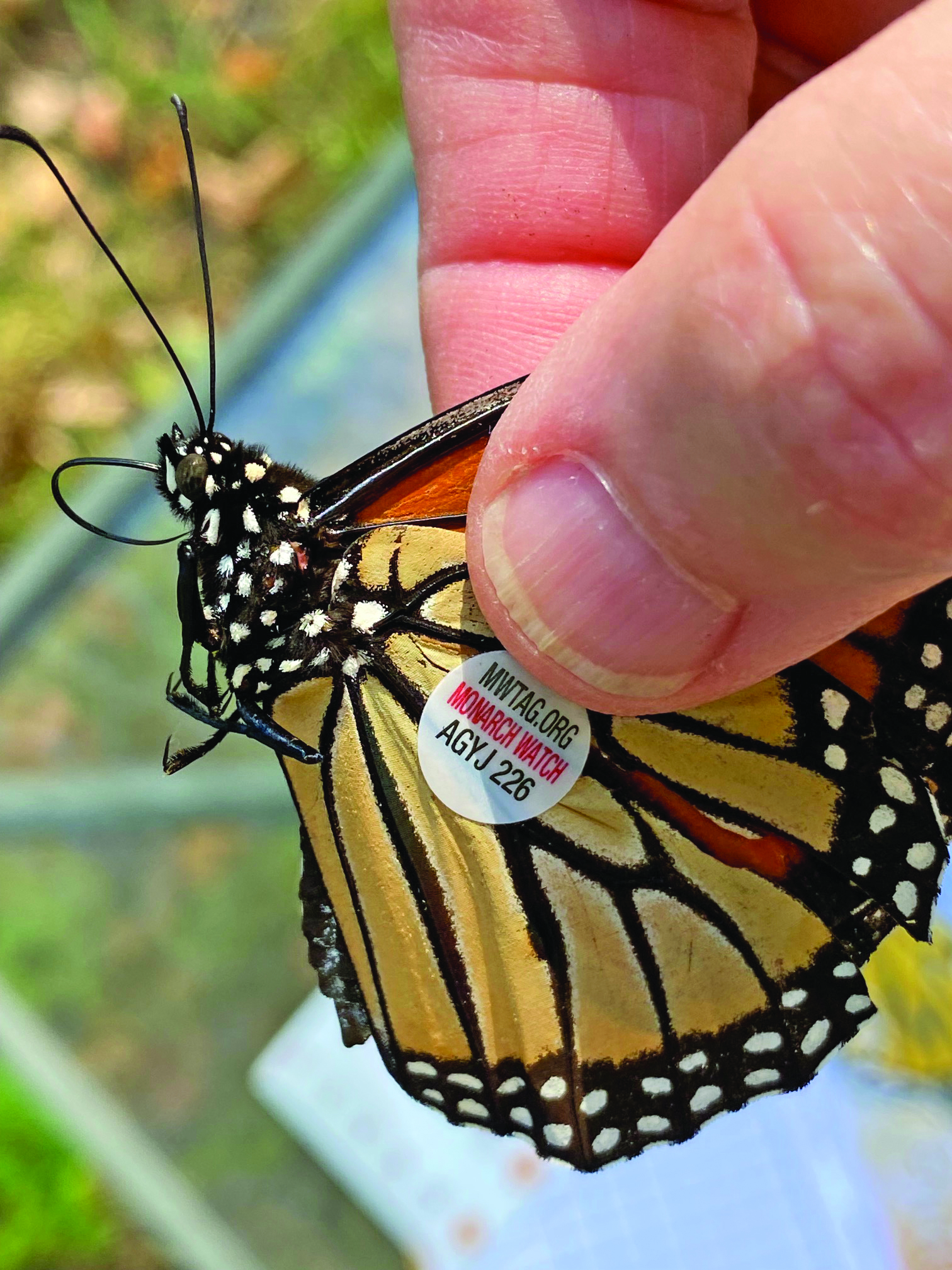 monarch tagged