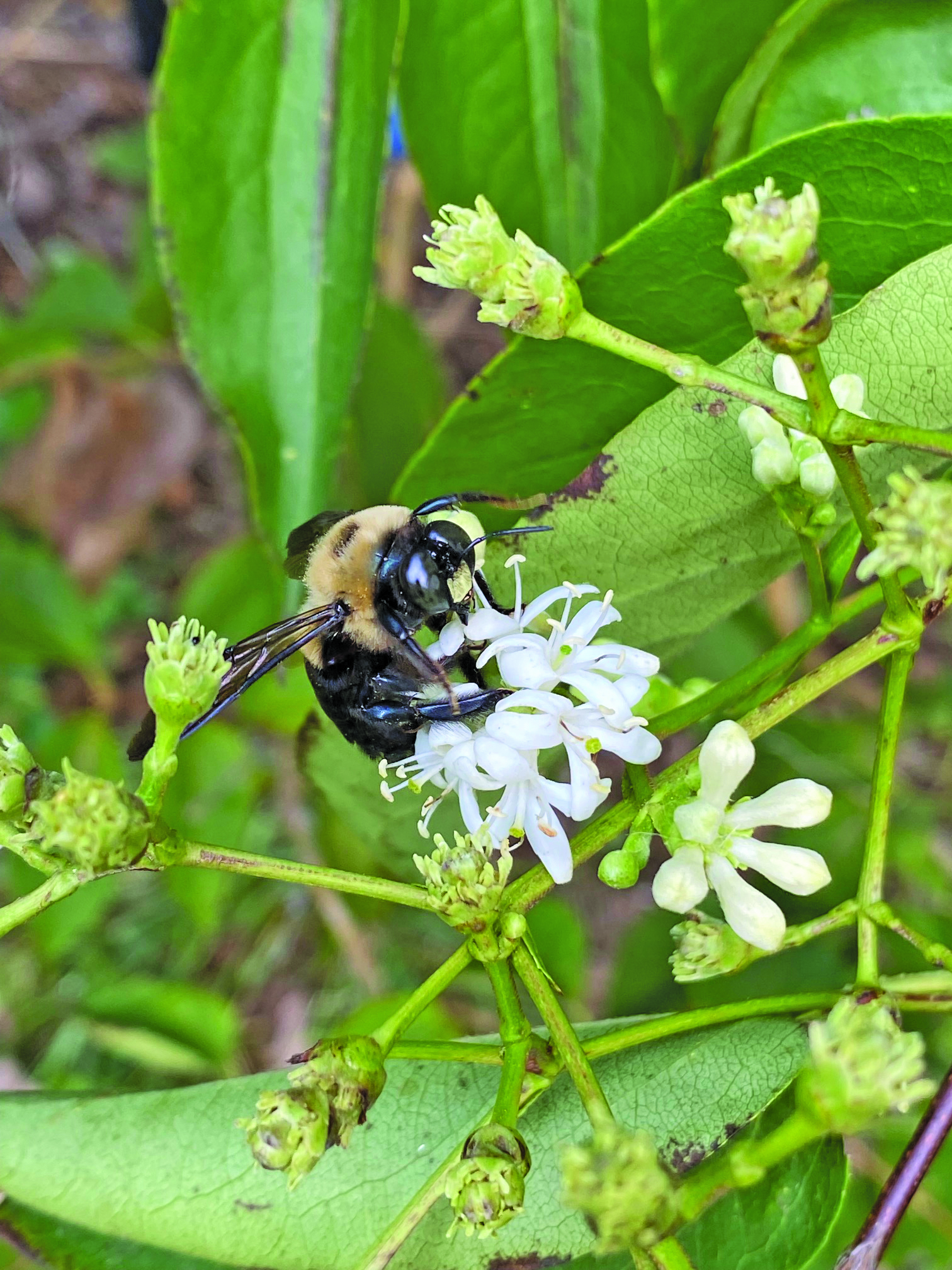 ross bee
