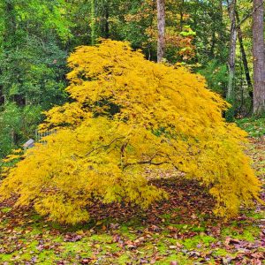 Dwarf Japanese Maple