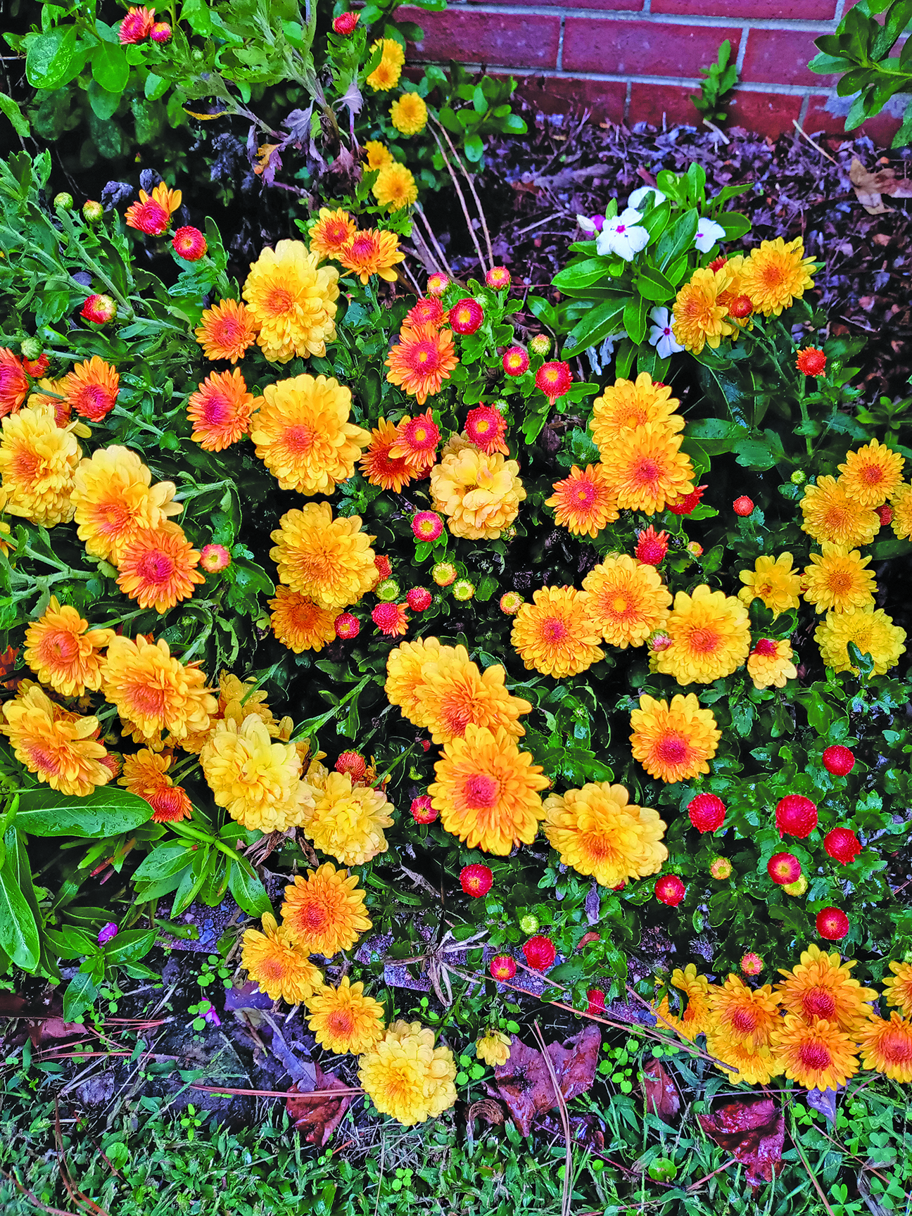 edit flower hudgins 1