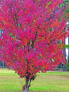 edit flower jagger red maple