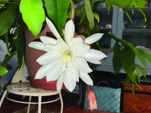 flower eaton cereus