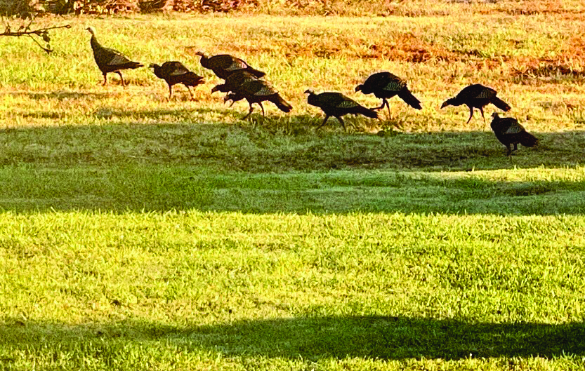 Wings and petals and more Gazette Journal