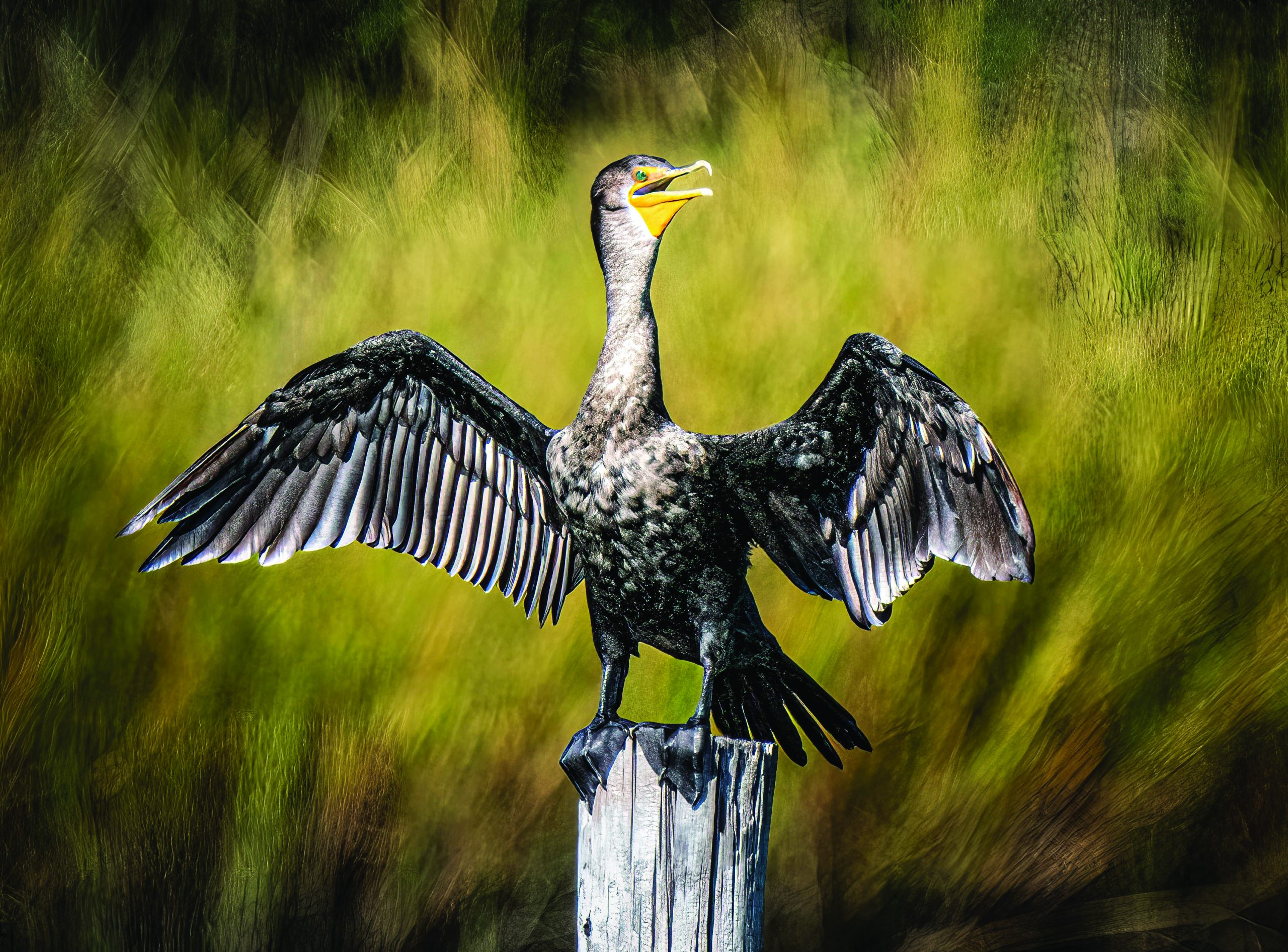 Wings and petals and more Gazette Journal