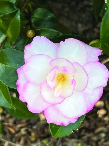 flower hubbard Sasanqua Leslie Ann