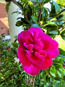 Camellia sasanqua October Magic Rose
