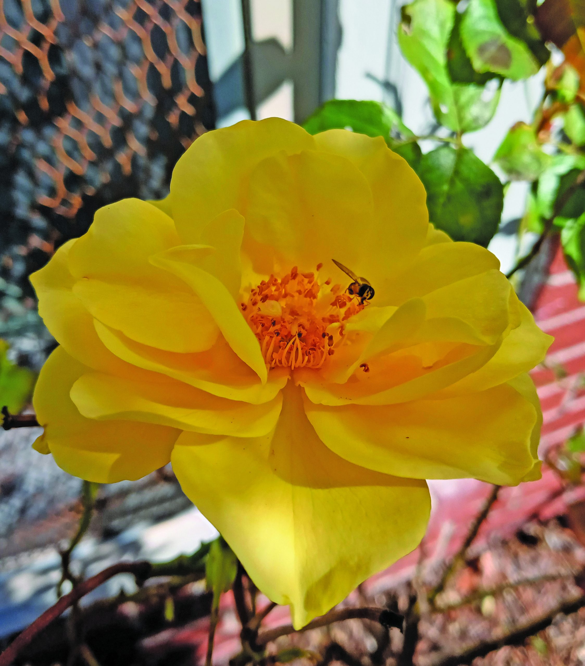 flower hudgins 2