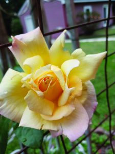 flower hudgins rose