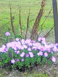 flower olsen mums
